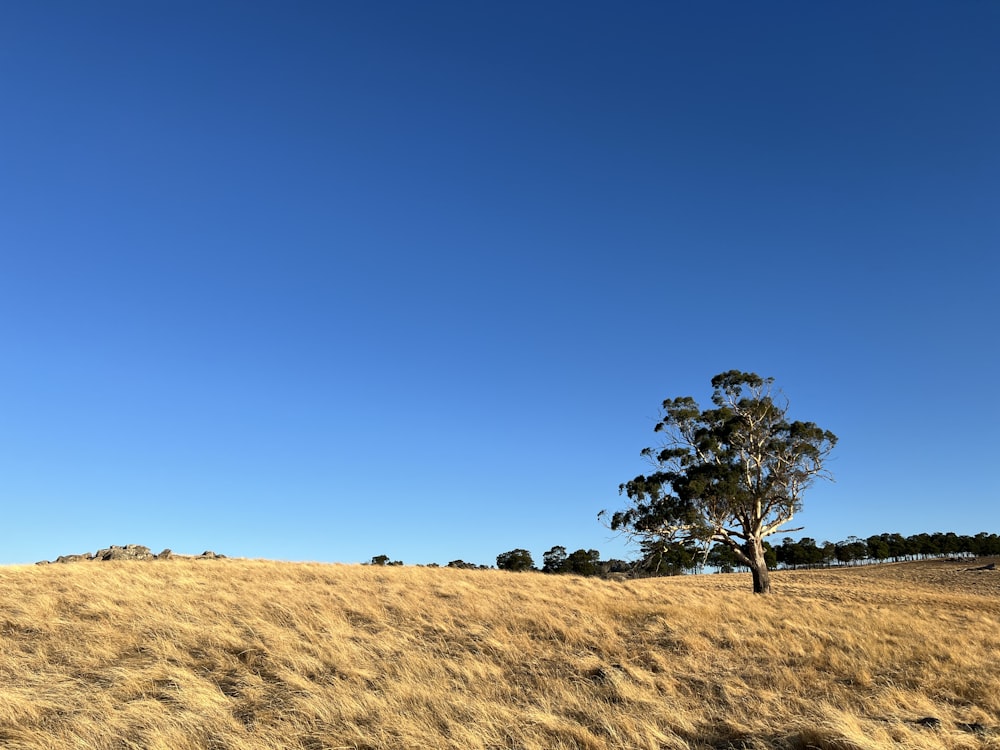 a lone tree on a grassy hill under a blue sky