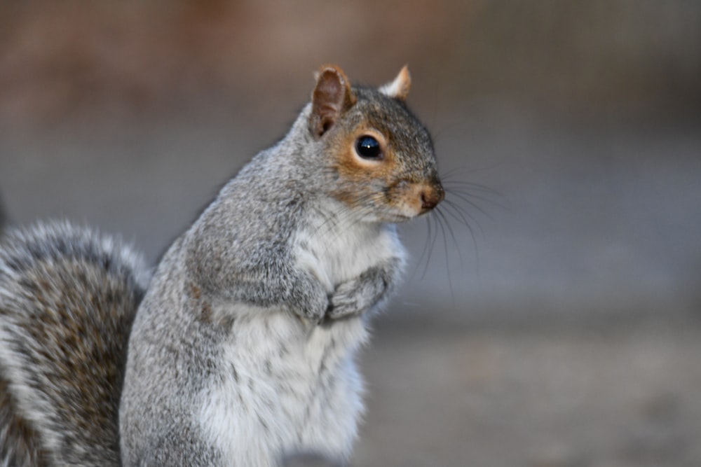 a close up of a squirrel with a blurry background