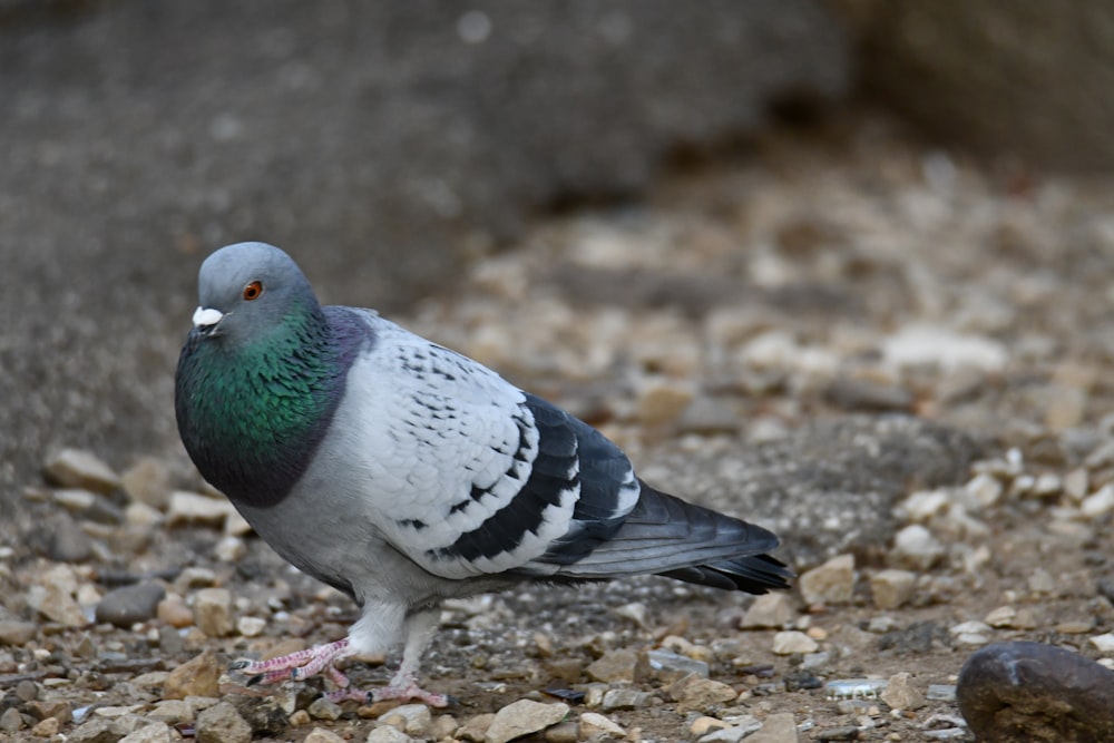 a pigeon standing on a rocky ground next to a rock