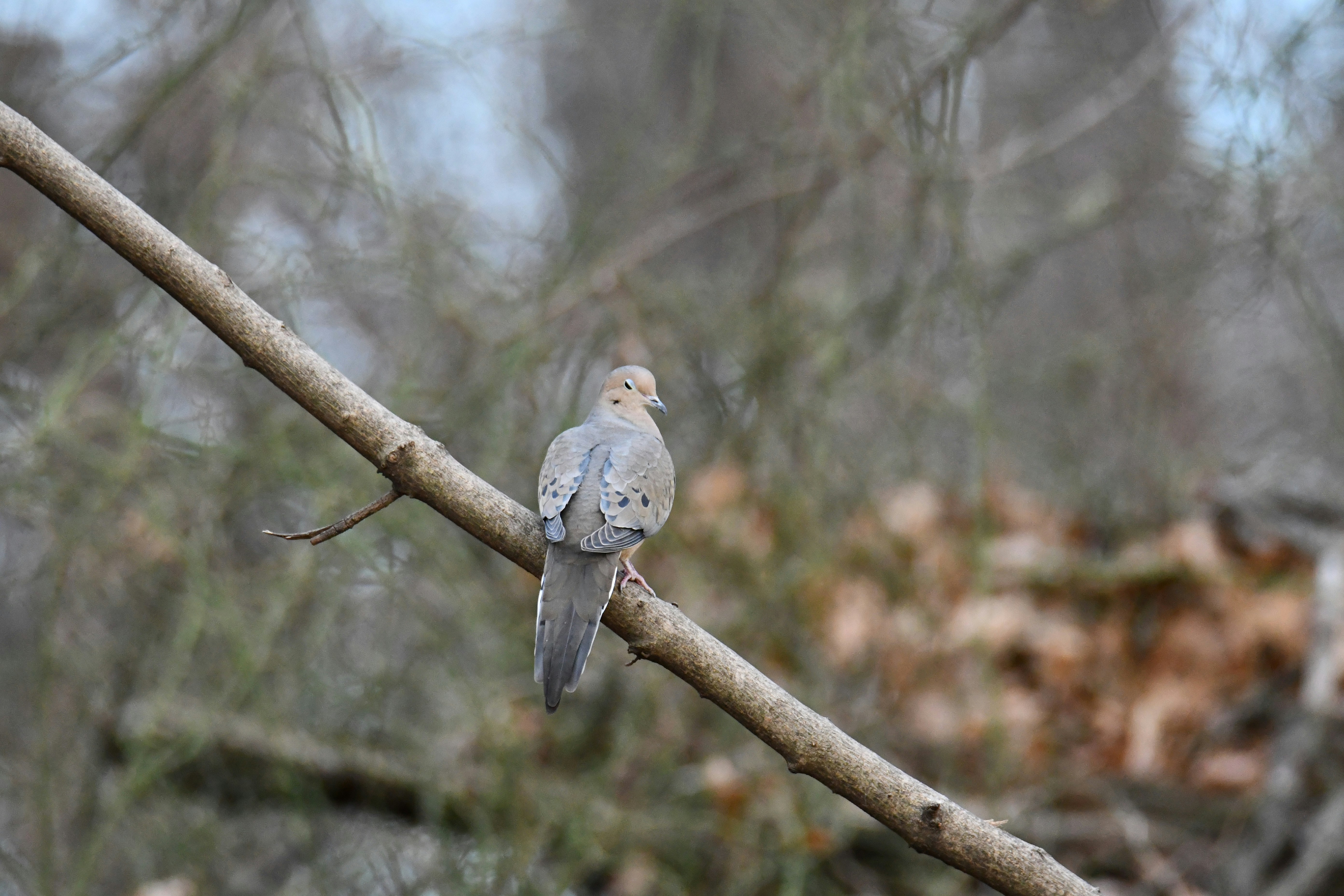 Ein Vogel sitzt auf einem Ast in einem Wald