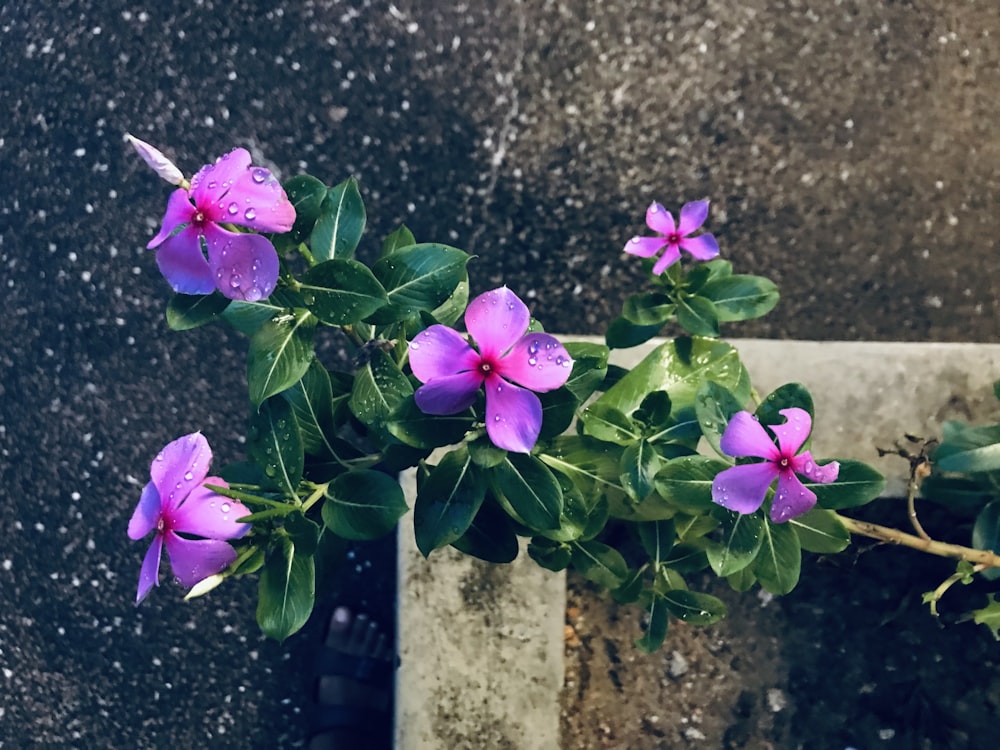 a plant with purple flowers growing out of it