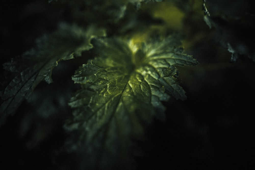 a close up of a green leaf in the dark