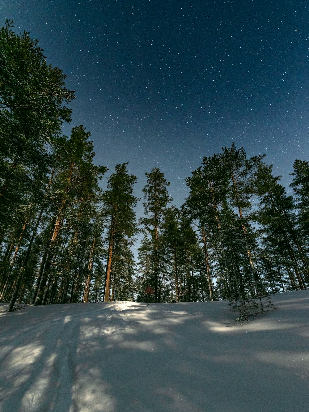 a snow covered forest under a night sky filled with stars