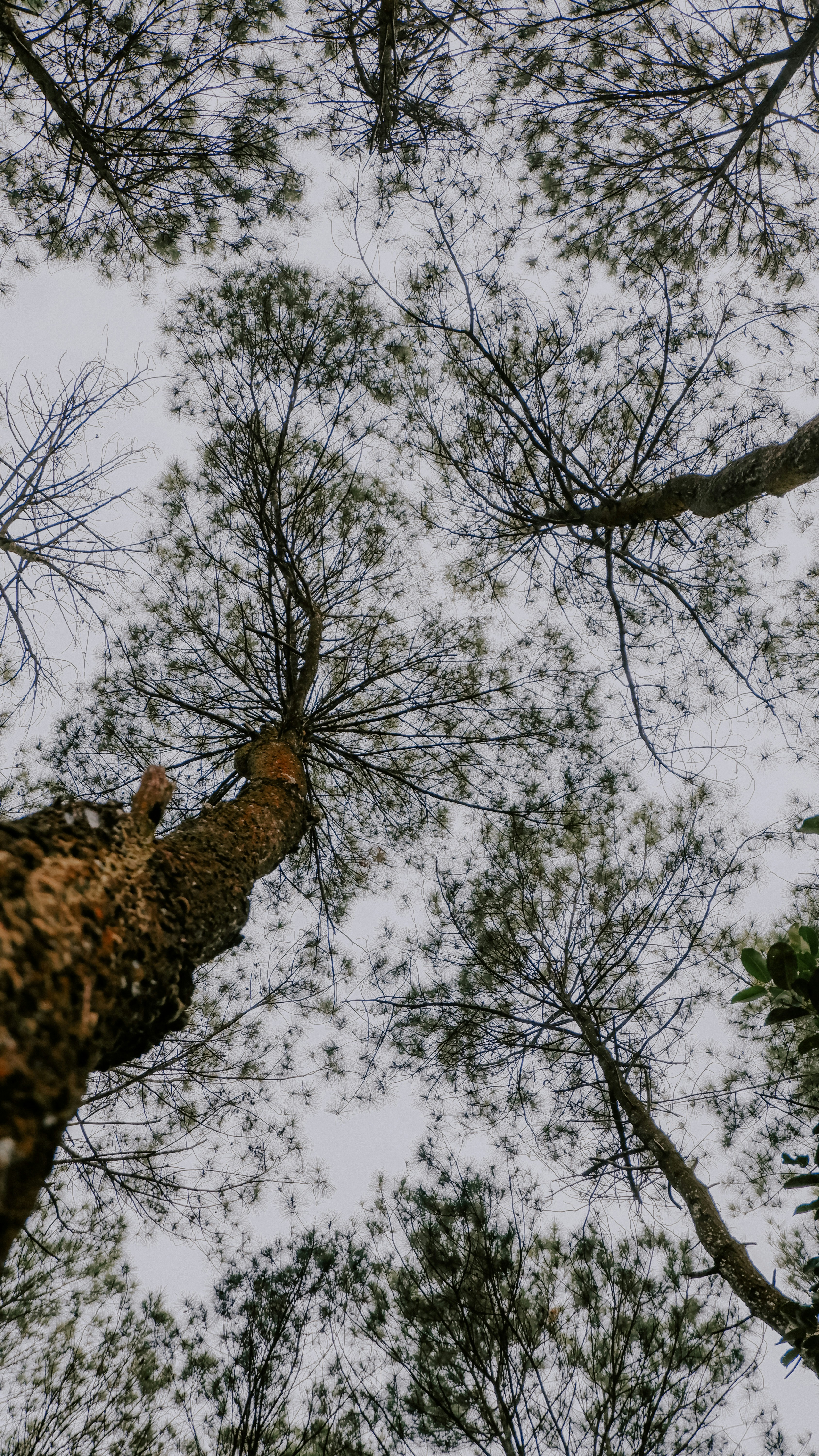 indonesian forest landscape, wallpaper, Taktik Perang Soedirman: Strategi Gerilya Penentu Kemerdekaan 4