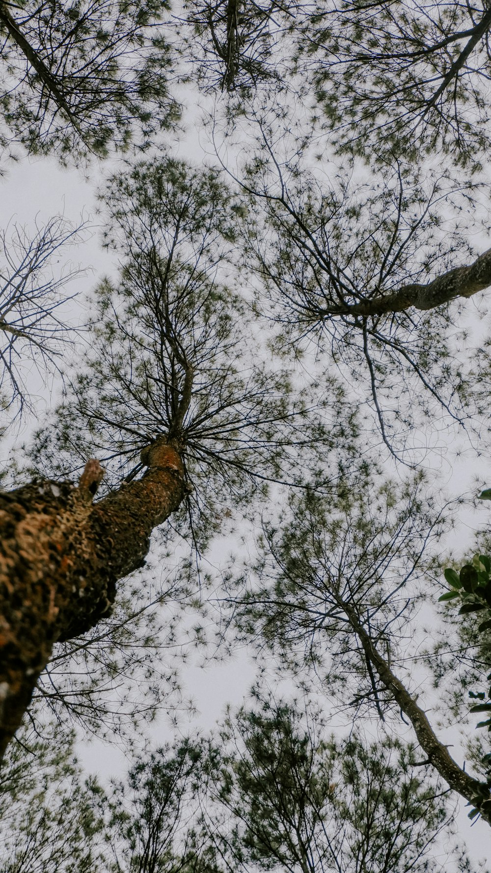 looking up at the tops of tall trees