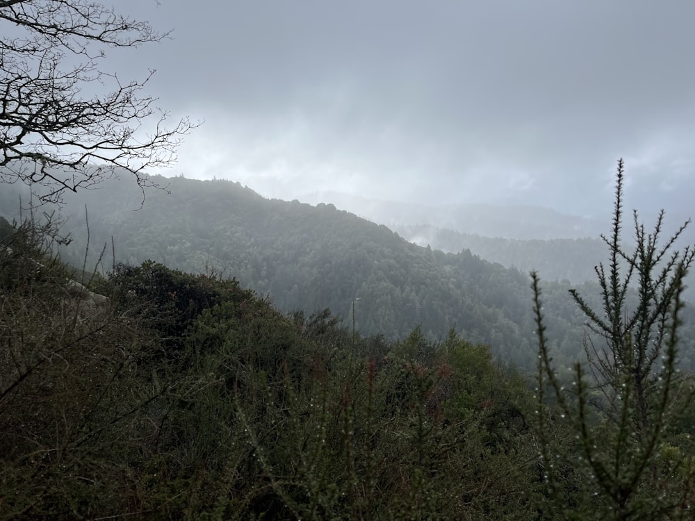 a view of a mountain with trees and fog