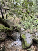 A serene forest setting featuring a small waterfall cascading over moss-covered rocks, surrounded by lush green ferns and tall trees. The forest floor is a mix of rocks, twigs, and leaves, with the sound of flowing water enhancing the tranquil atmosphere.