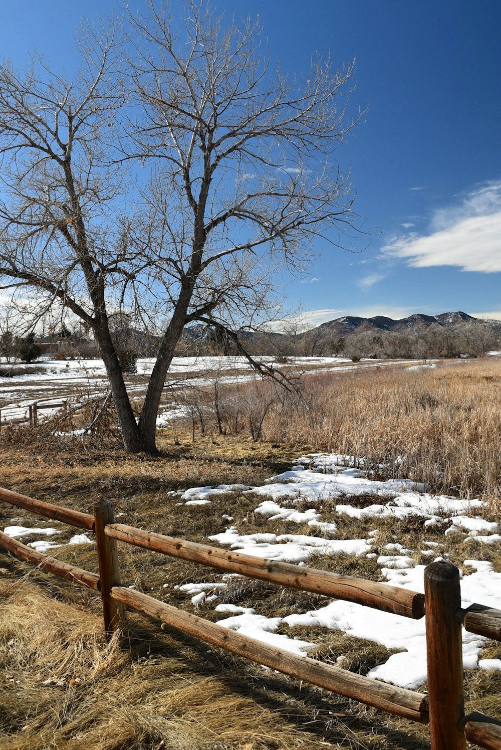 a bare tree in a field with snow on the ground