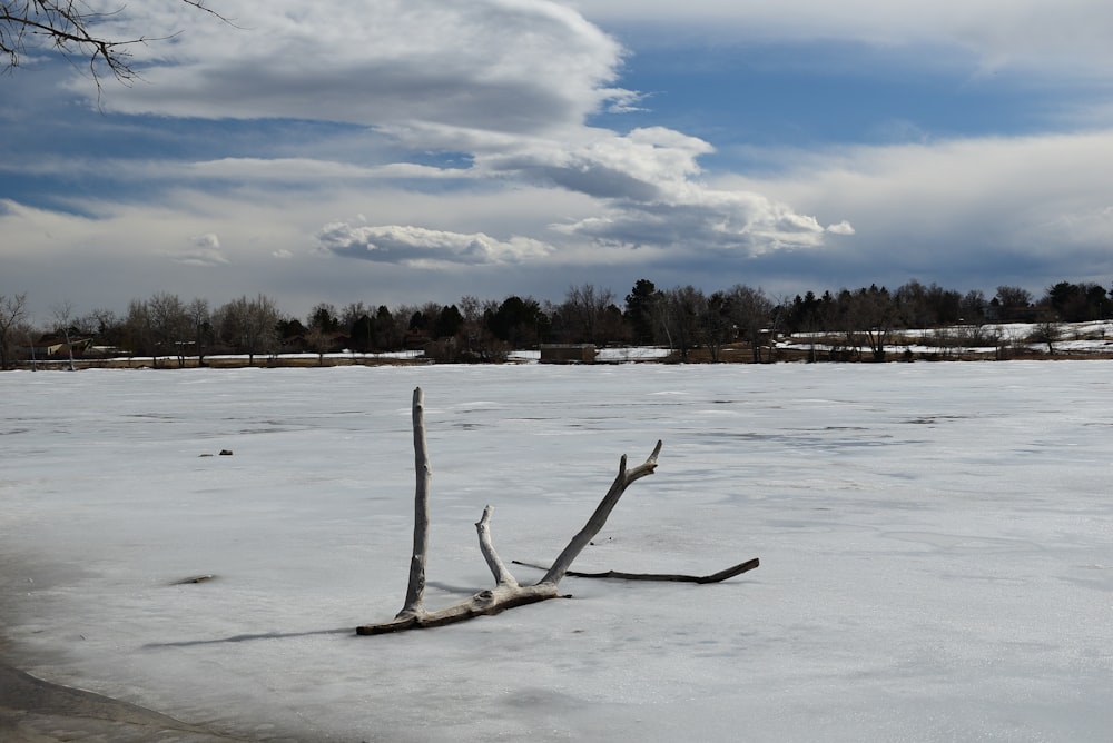 a dead tree in the middle of a frozen lake