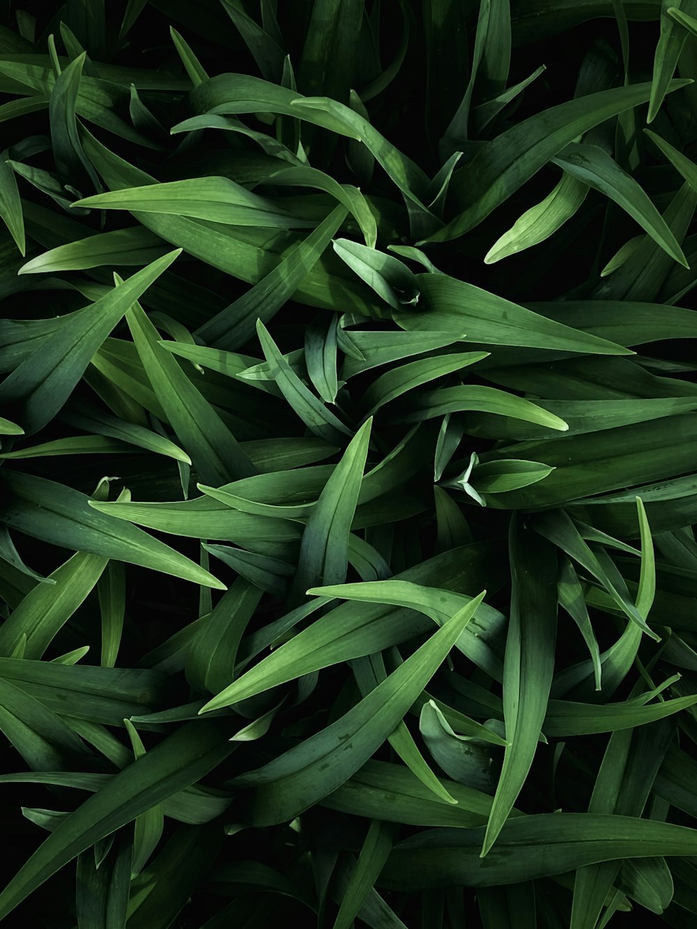 a close up of a bunch of green leaves