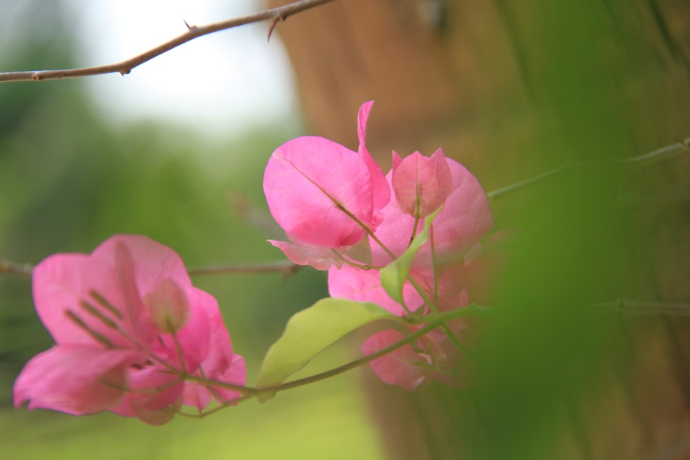 a close up of a pink flower on a branch
