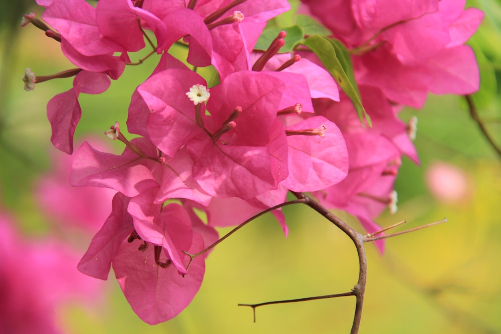 a close up of a pink flower on a branch