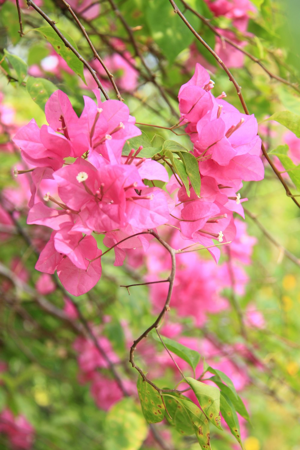 a bunch of pink flowers that are on a tree