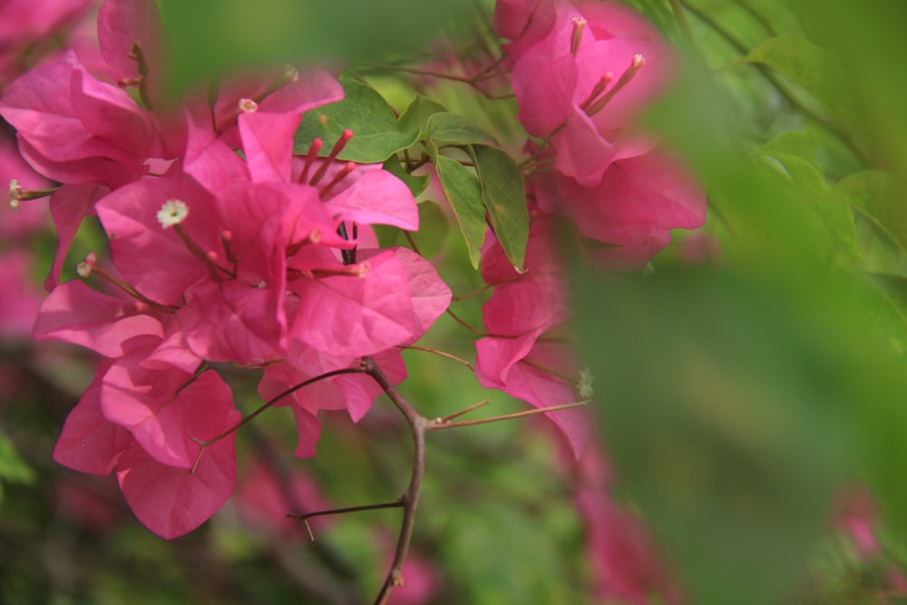 a close up of a pink flower on a tree