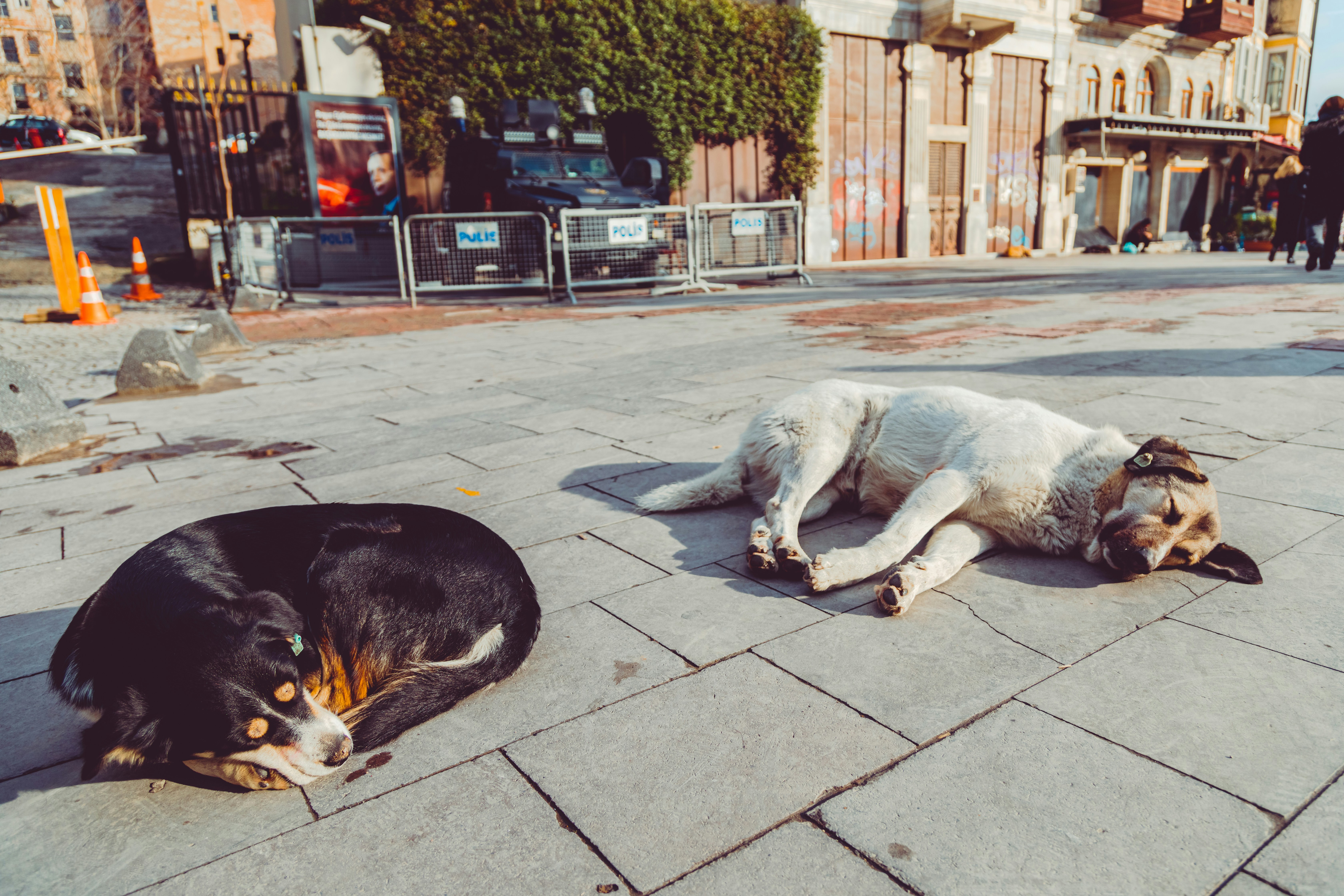 Two dogs sleep together on a grey paved city street.
