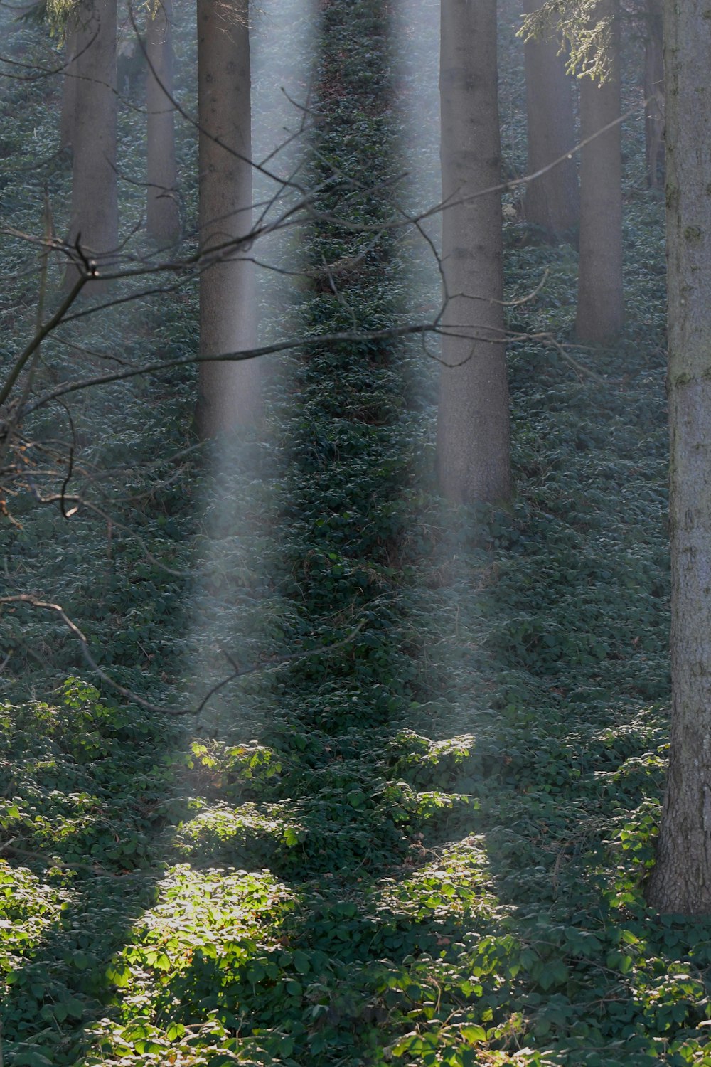 a forest filled with lots of tall trees