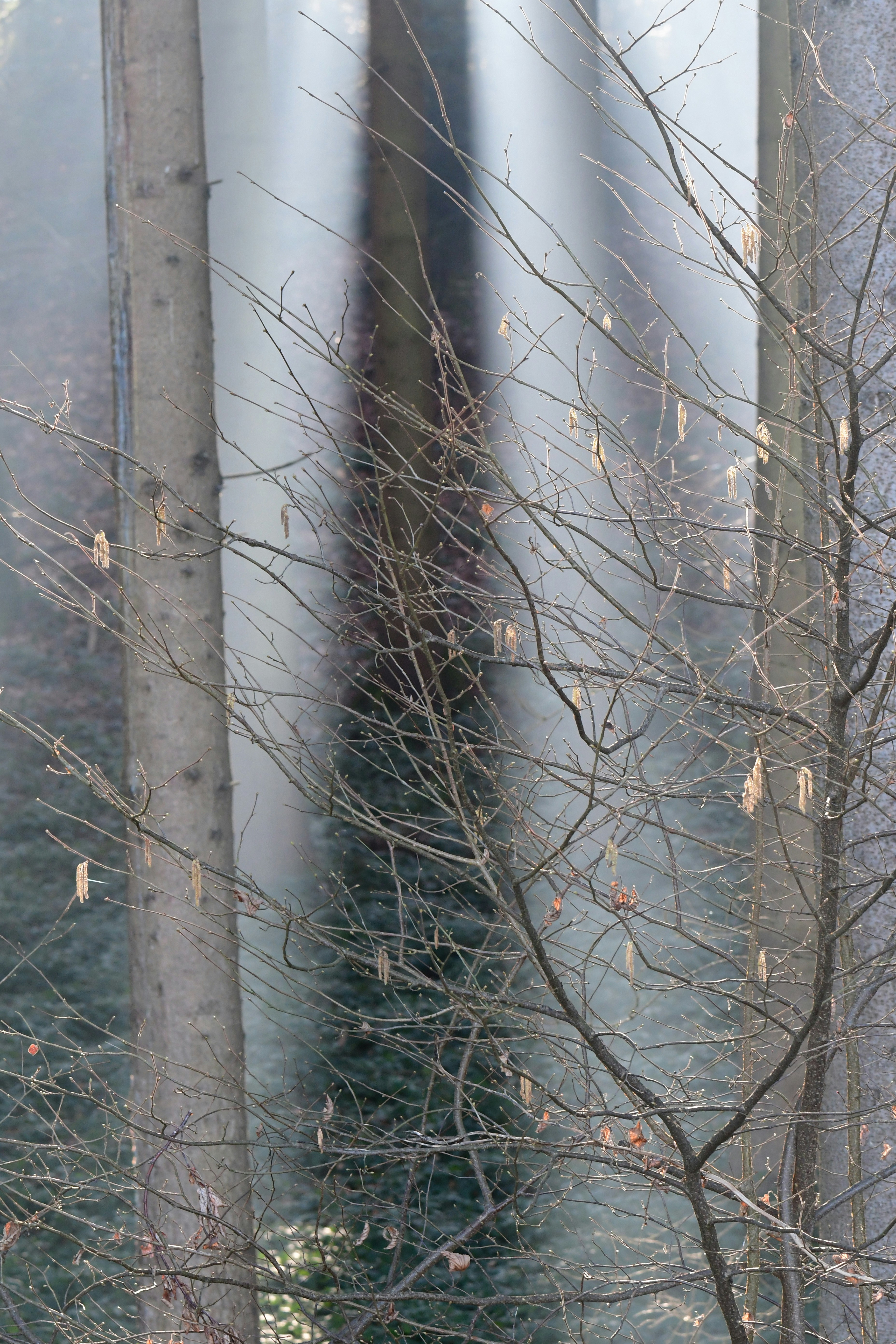 Photo by pedrino5_official