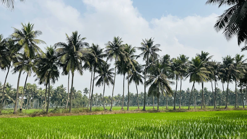 A lush green field surrounded by coconut palms