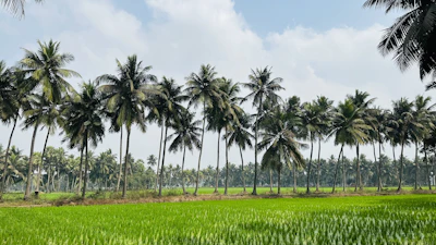 Coconut Nariyal Farming India Complete Guide