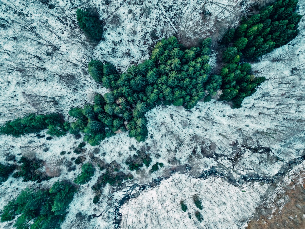 an aerial view of a snow covered forest