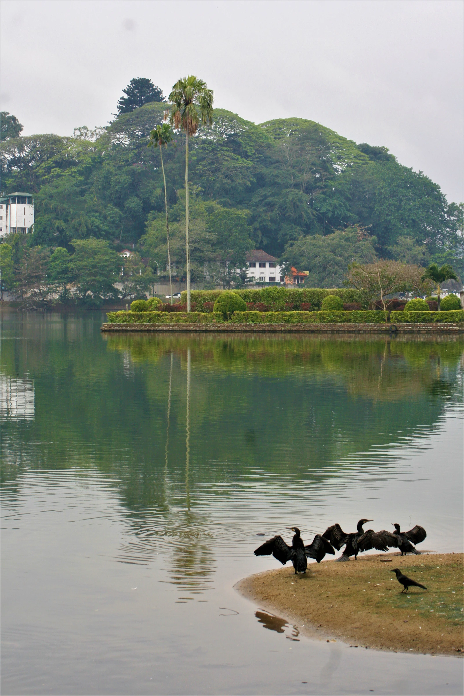 A flock of birds stands along the shore of a lake in Kandy, Sri Lanka.