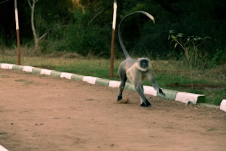 A monkey is running along a dirt path bordered by low white and green painted dividers. The background features lush greenery with dense trees and shrubs.