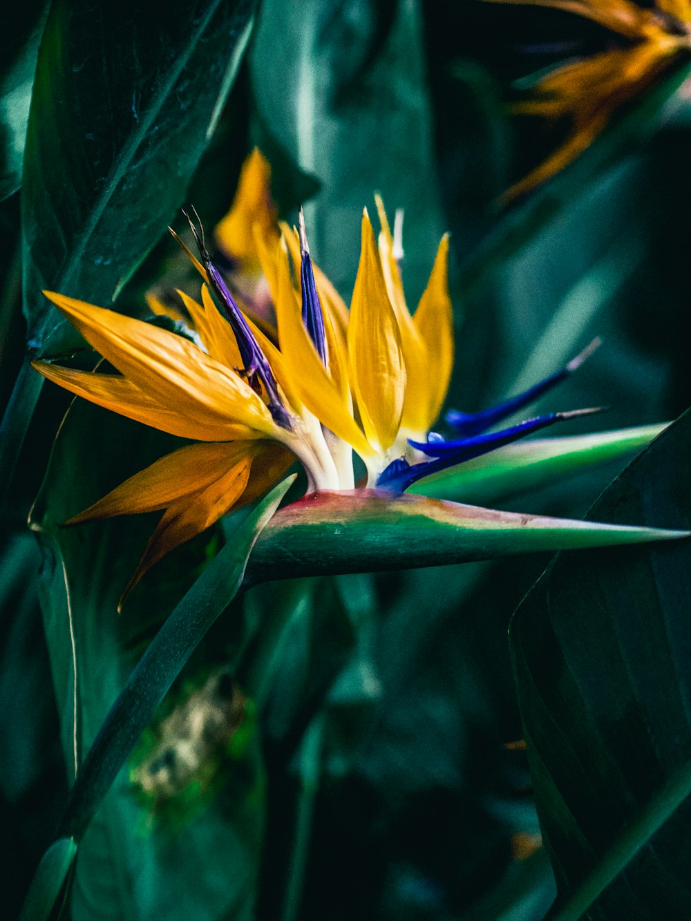 un primo piano di un fiore giallo e blu