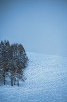 A serene winter landscape with fresh ski tracks winding through the trees.
