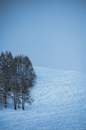 A serene winter landscape with fresh ski tracks winding through the trees.