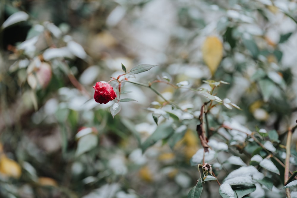 a red rose is in the middle of a bush