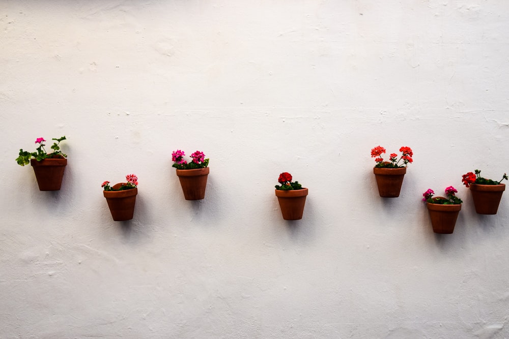 a group of potted flowers on a wall