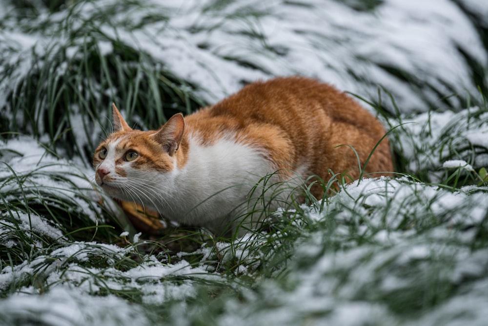 an orange and white cat sitting in the snow