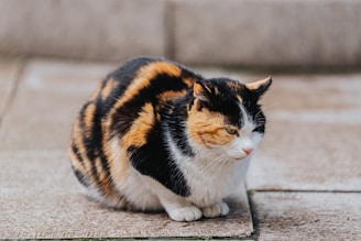 a multicolored cat sitting on the ground