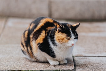 a multicolored cat sitting on the ground