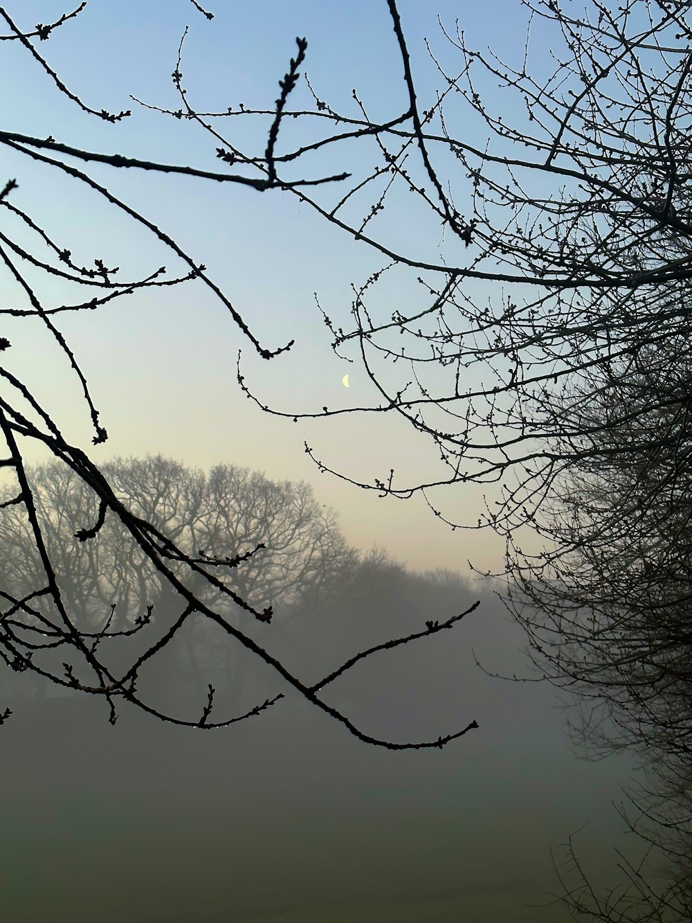a tree branch with no leaves in a foggy field