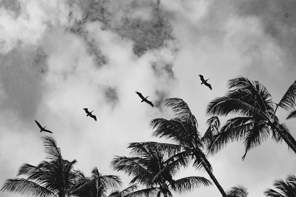 a flock of birds flying through a cloudy sky