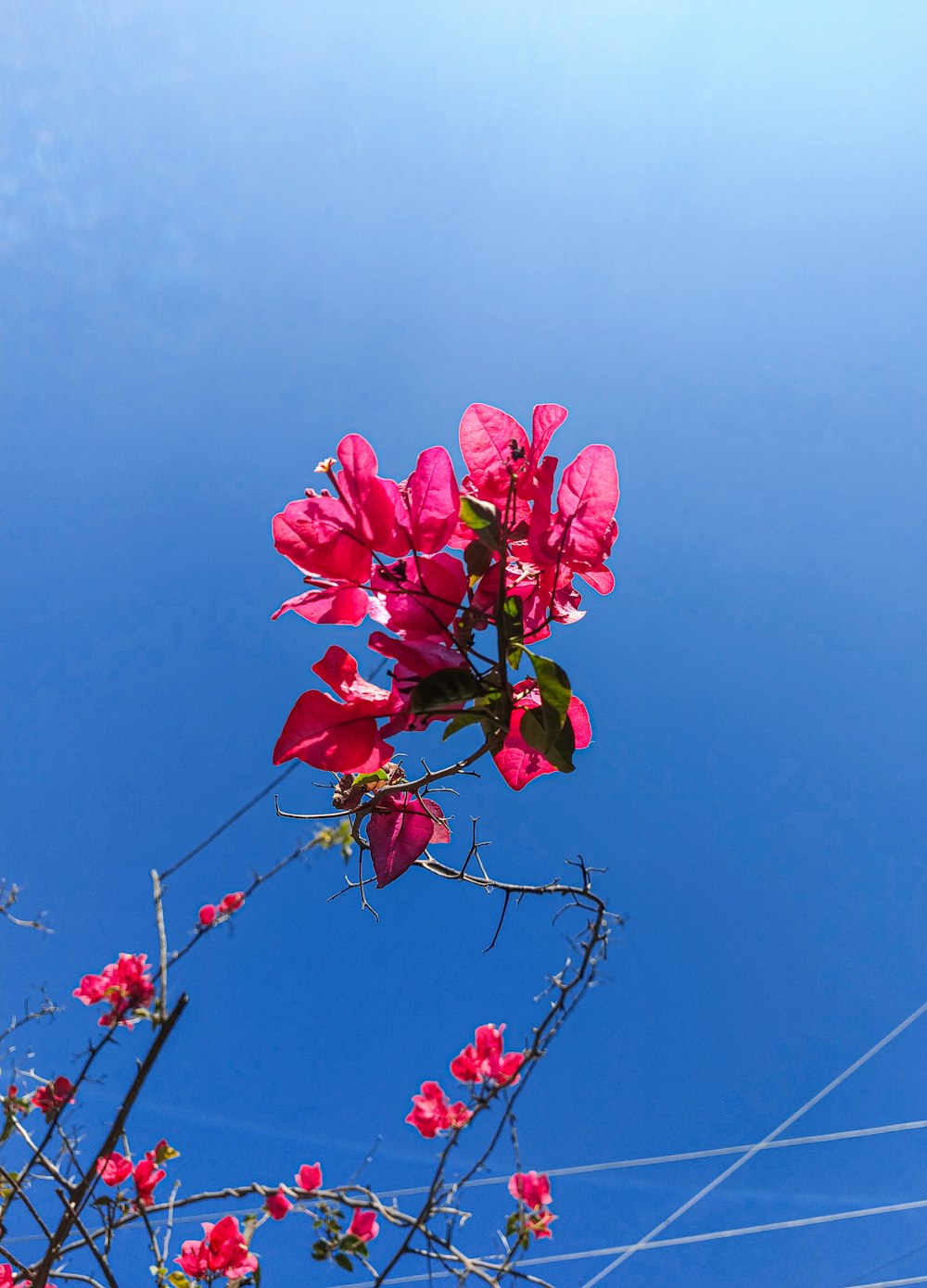 pink flowers are blooming on a tree branch