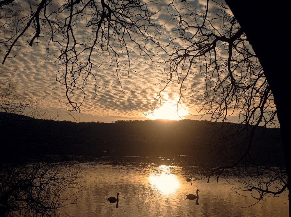 the sun is setting over a lake with swans swimming in it