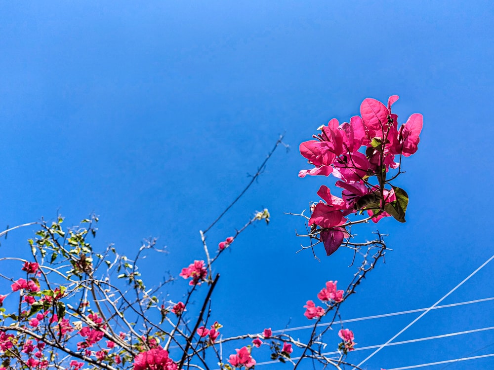 pink flowers are blooming on the branches of a tree