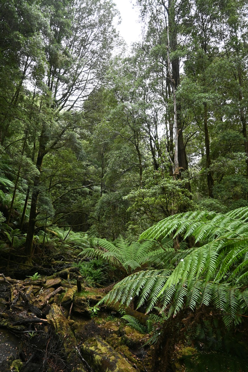 a lush green forest filled with lots of trees