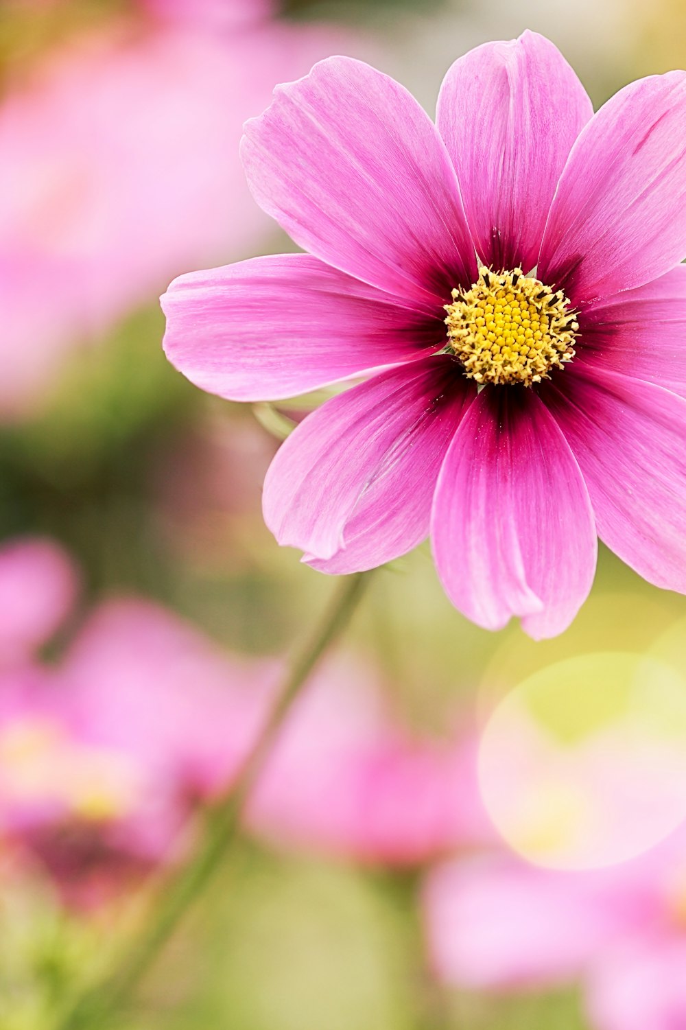 a close up of a pink flower with blurry background