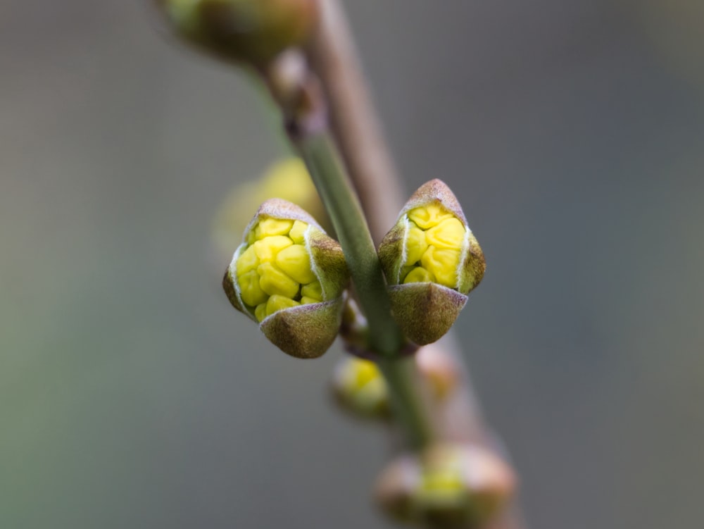 a close up of a flower bud on a plant