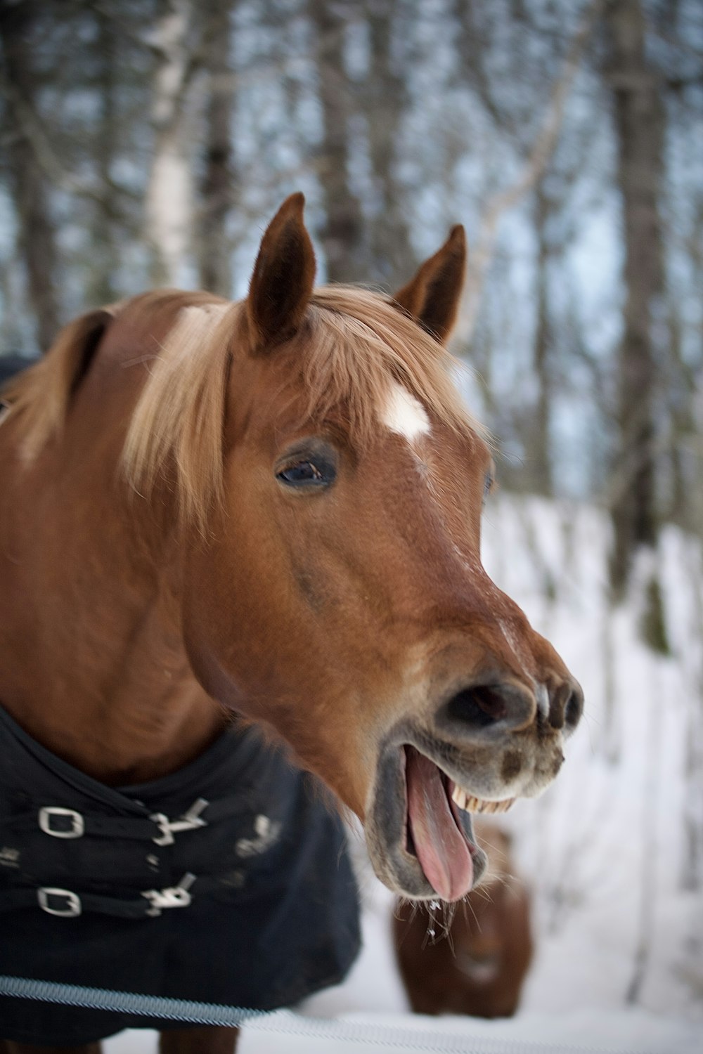 a horse with its mouth open standing in the snow