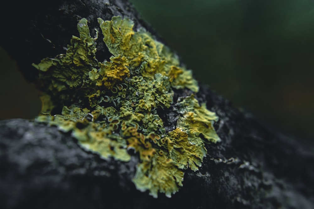 a close up of a moss growing on a tree