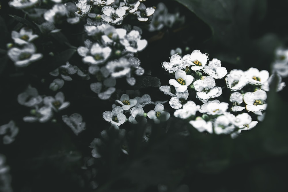 un ramo de pequeñas flores blancas con hojas verdes