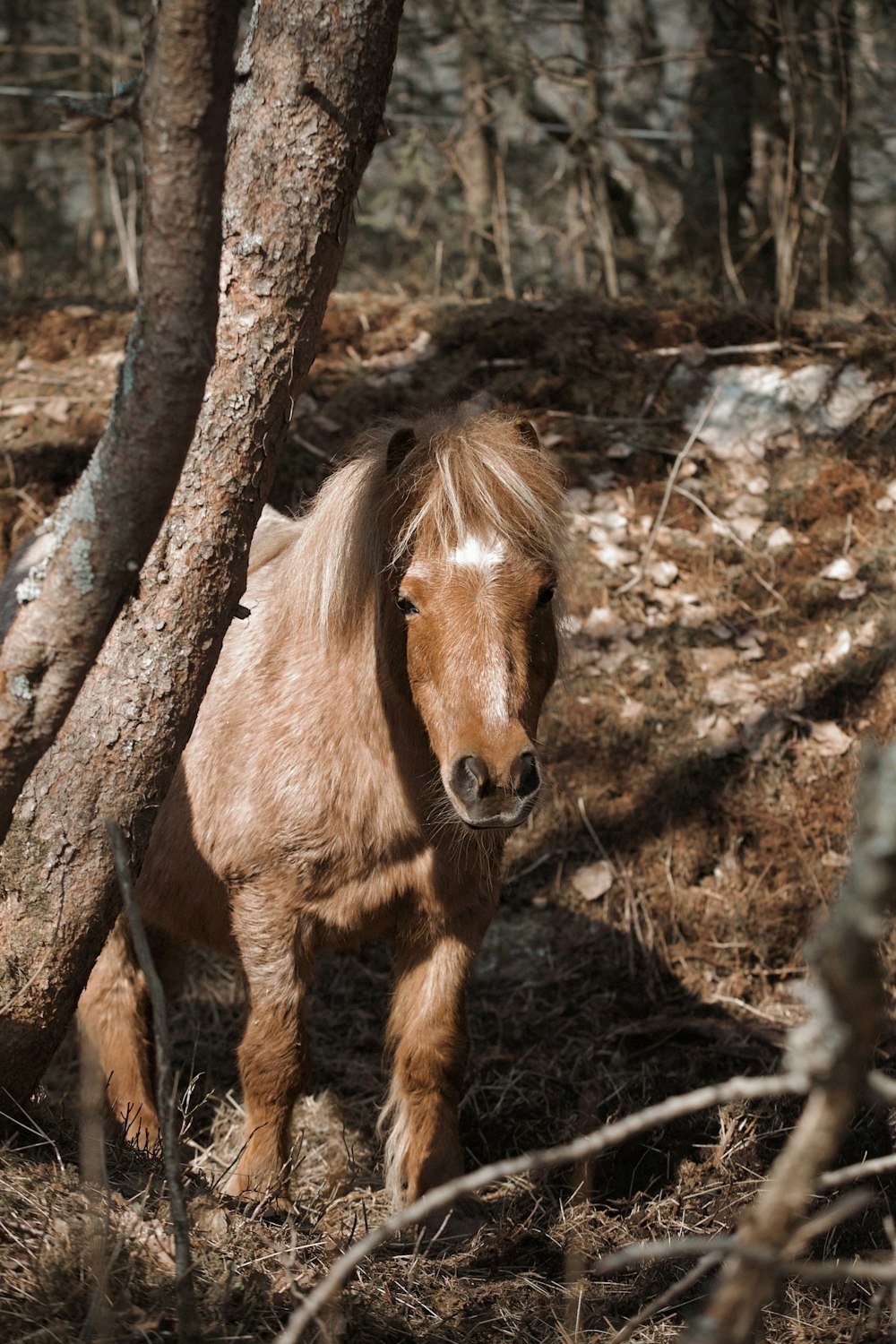 a brown horse standing next to a tree