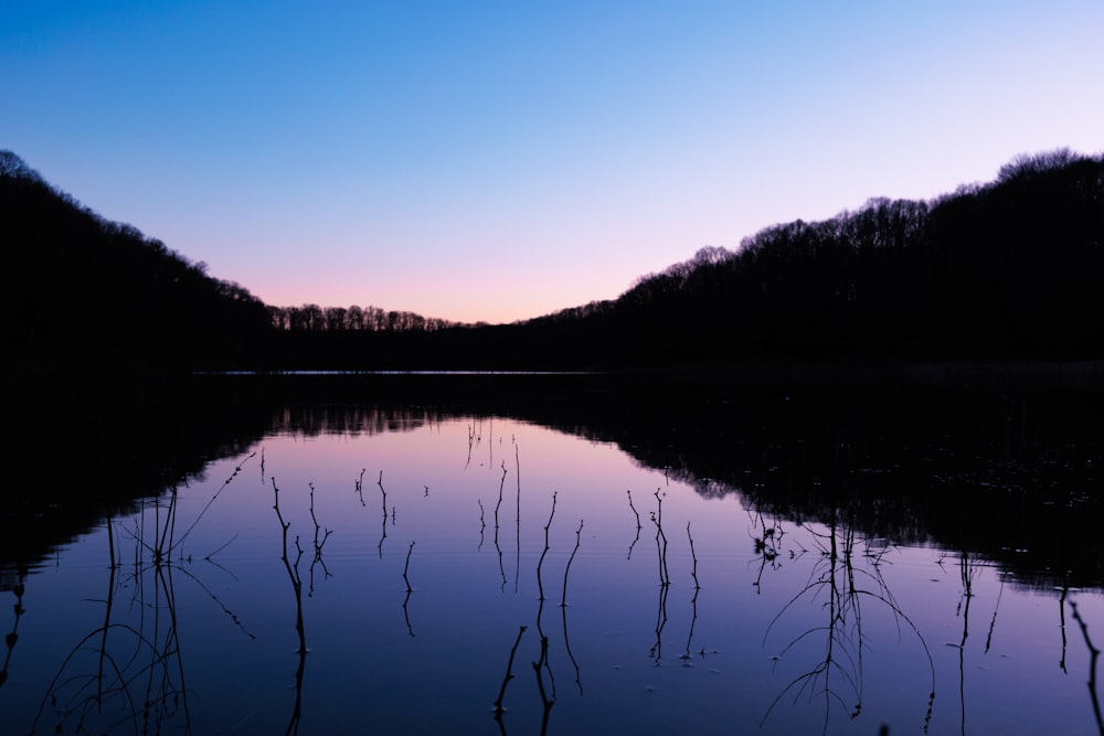 a body of water surrounded by a forest