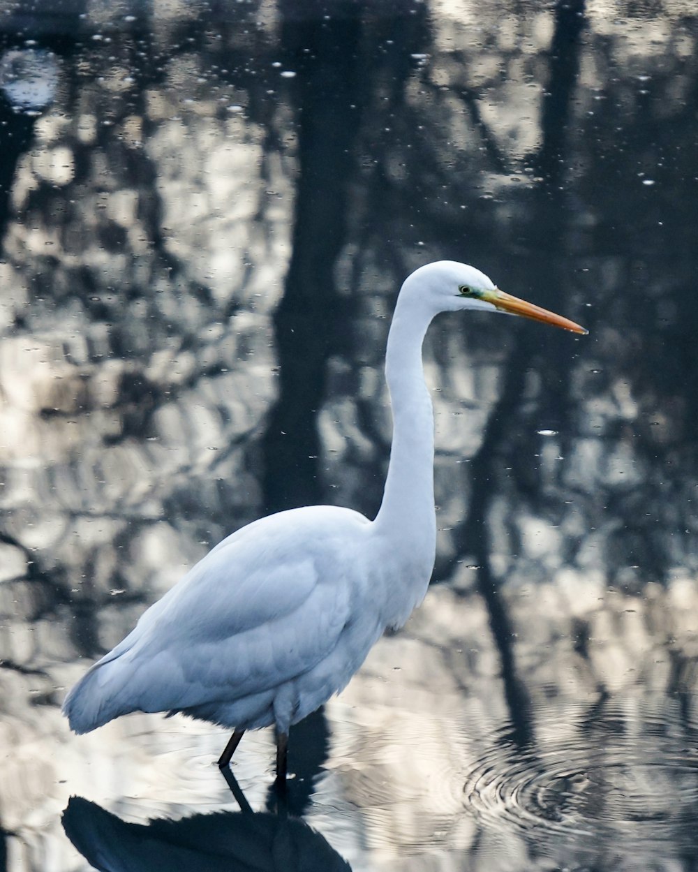 a white bird is standing in the water