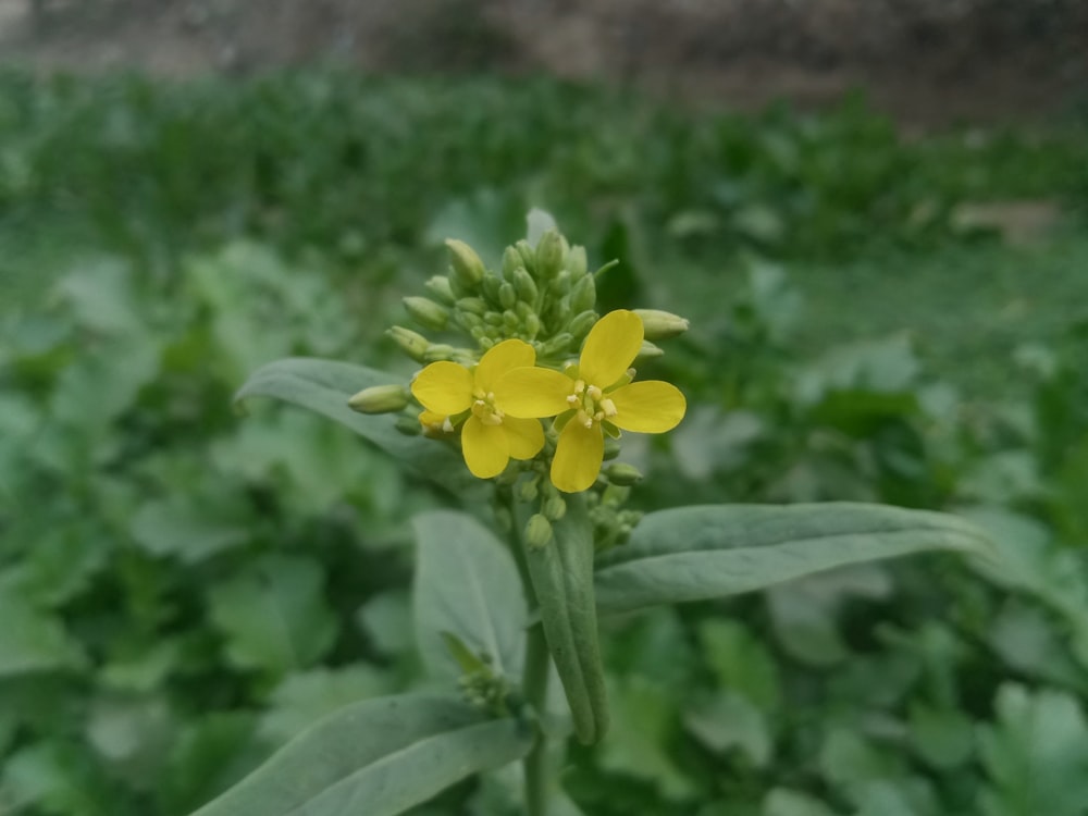 a close up of a yellow flower in a field