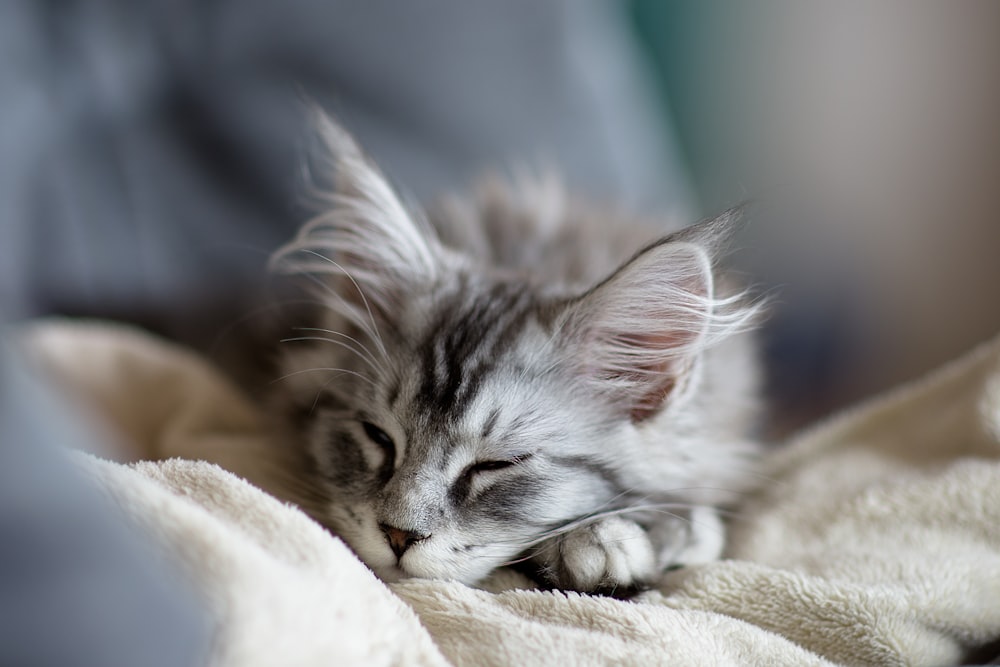 a small kitten is sleeping on a blanket
